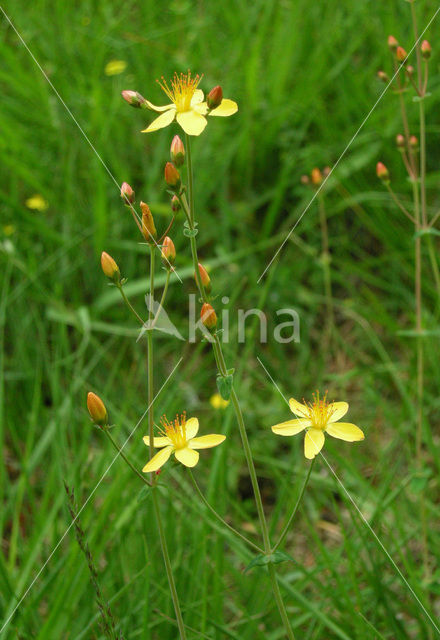 Fraai hertshooi (Hypericum pulchrum)