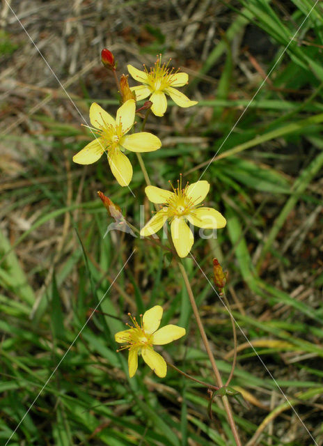 Fraai hertshooi (Hypericum pulchrum)