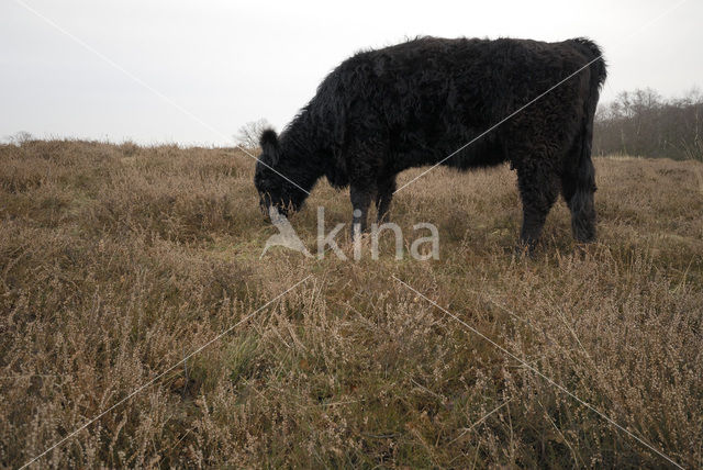 Galloway Koe (Bos domesticus)