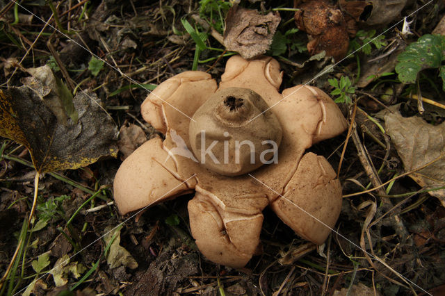 Gekraagde aardster (Geastrum triplex)