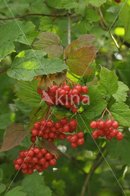 Gelderse roos (Viburnum opulus)