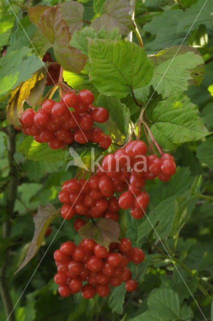 Gelderse roos (Viburnum opulus)