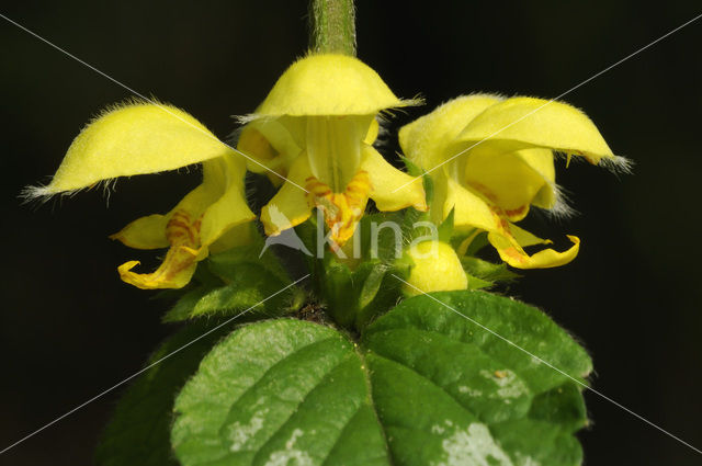 Gele dovenetel (Lamiastrum galeobdolon)