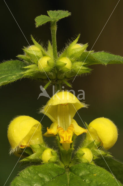 Yellow Archangel (Lamiastrum galeobdolon)