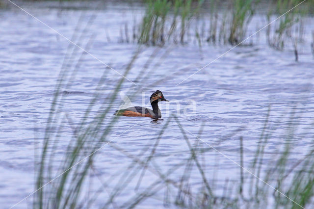 Geoorde Fuut (Podiceps nigricollis)