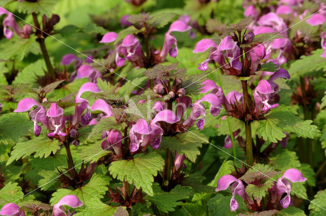 Gevlekte dovenetel (Lamium maculatum)