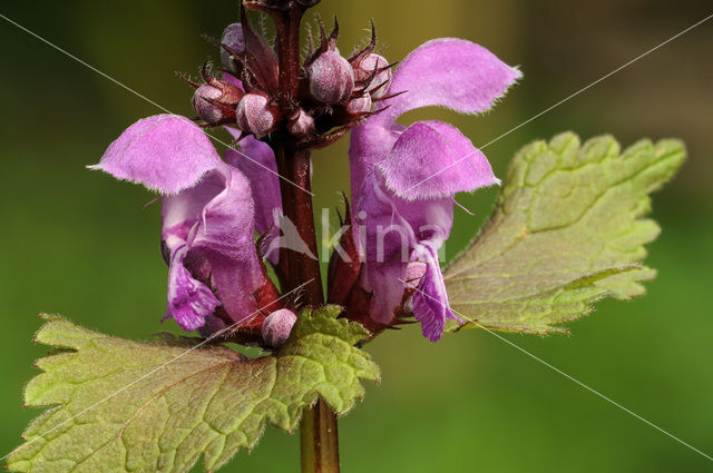 Gevlekte dovenetel (Lamium maculatum)