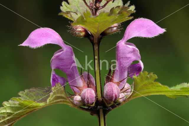 Gevlekte dovenetel (Lamium maculatum)