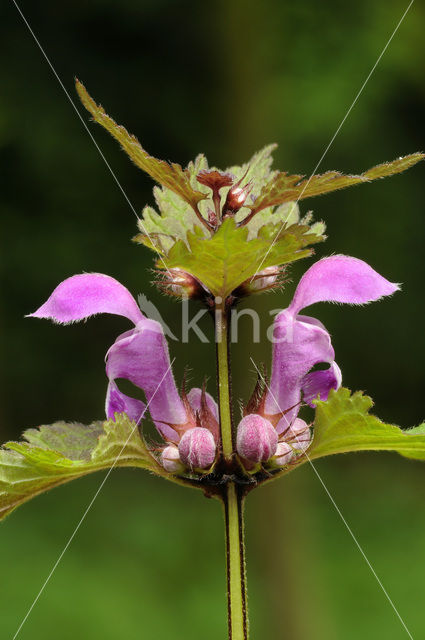 Gevlekte dovenetel (Lamium maculatum)