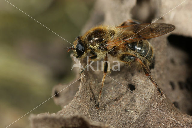 Gevlekte Molmzwever (Brachypalpus laphriformis)