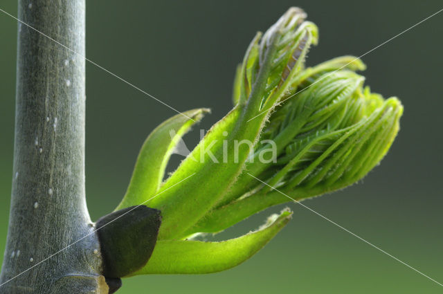 Gewone es (Fraxinus excelsior)