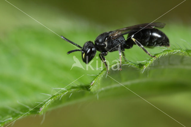 Gewone maskerbij (Hylaeus communis)