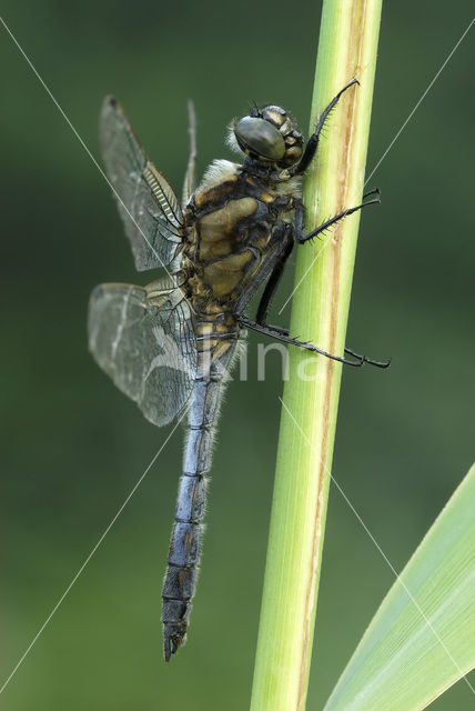 Gewone oeverlibel (Orthetrum cancellatum)