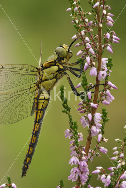 Gewone oeverlibel (Orthetrum cancellatum)