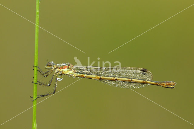 Gewone pantserjuffer (Lestes sponsa)