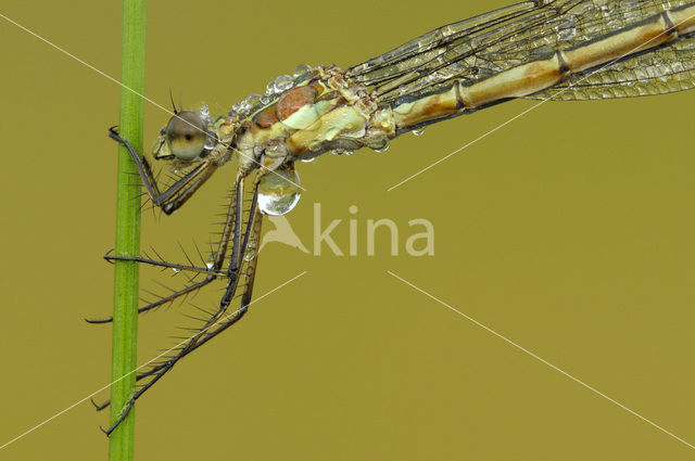 Gewone pantserjuffer (Lestes sponsa)