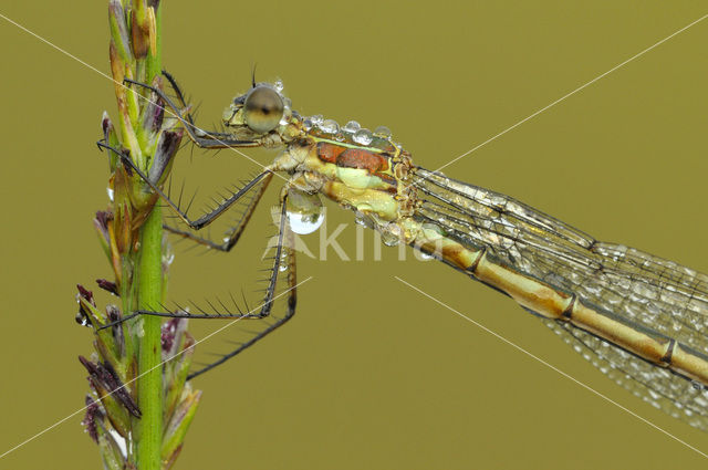 Gewone pantserjuffer (Lestes sponsa)