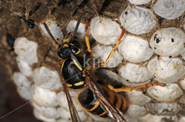 Gewone wesp (Vespula vulgaris)