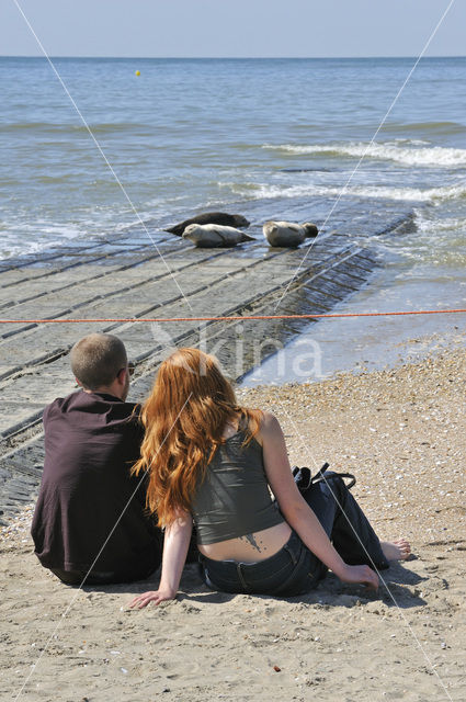 Gewone zeehond (Phoca vitulina)