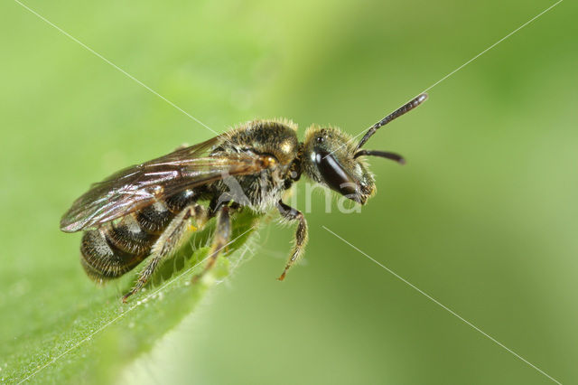 Glimmende smaragdgroefbij (Lasioglossum nitidulum)