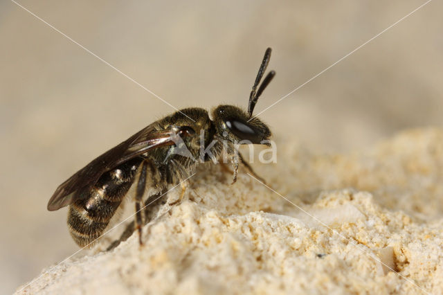 Glimmende smaragdgroefbij (Lasioglossum nitidulum)