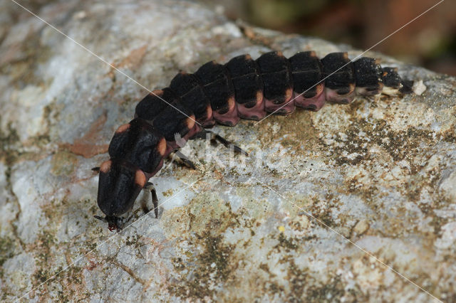 Glimworm (Lampyris noctiluca)