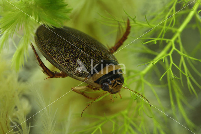 Graphoderus zonatus