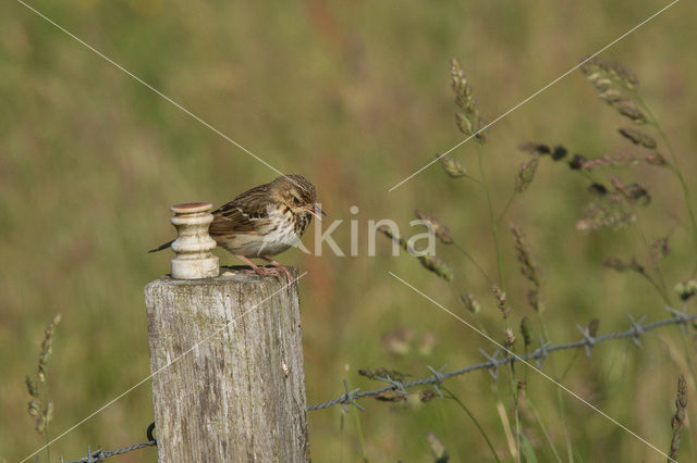 Graspieper (Anthus pratensis)