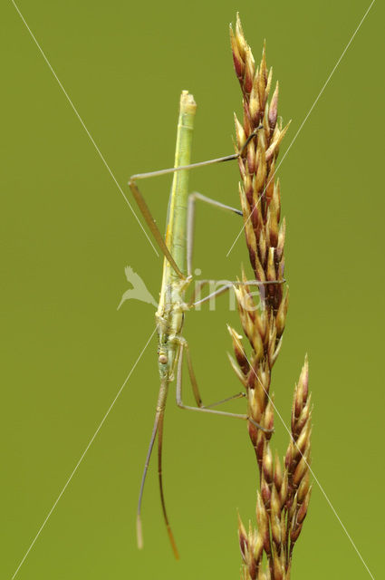 Graswants (Stenodema laevigatum)