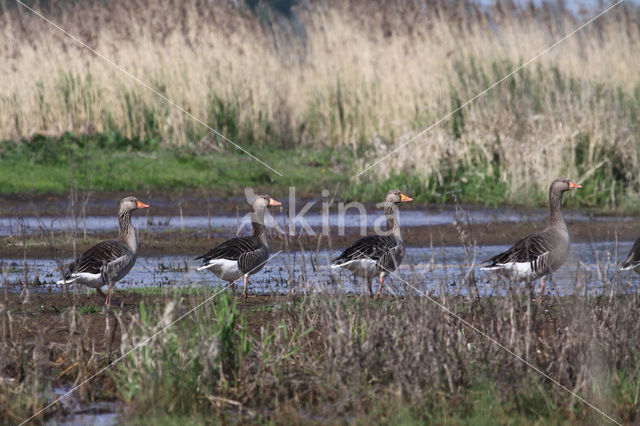 Grauwe Gans (Anser anser)