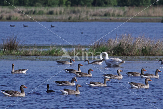 Grauwe Gans (Anser anser)