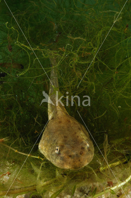 Groene kikker (Rana esculenta)