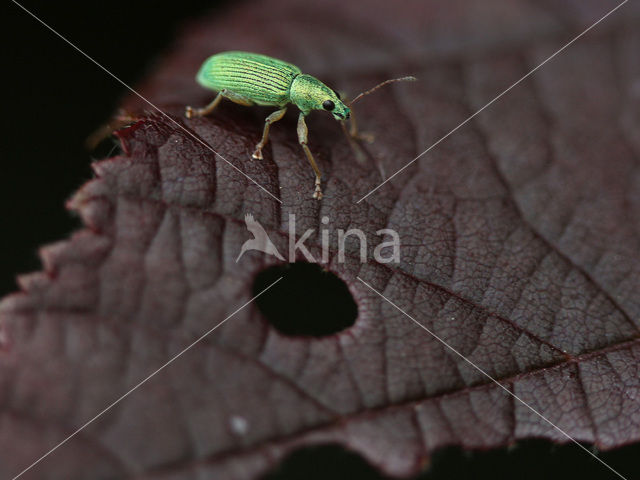 Groene snuitkever (Phyllobius argentatus)