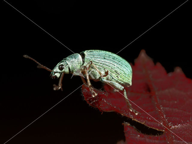 Groene snuitkever (Phyllobius argentatus)