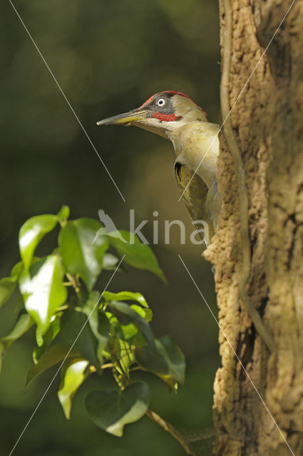 Groene Specht (Picus viridis)