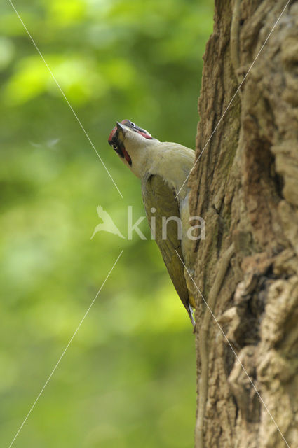 Groene Specht (Picus viridis)