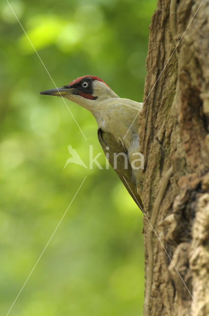 Groene Specht (Picus viridis)