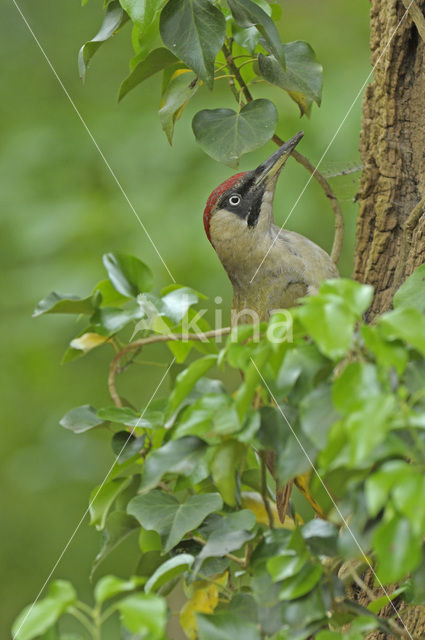 Groene Specht (Picus viridis)