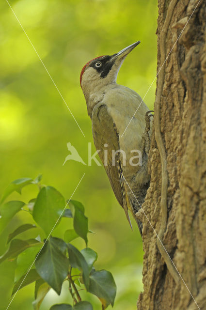 Groene Specht (Picus viridis)