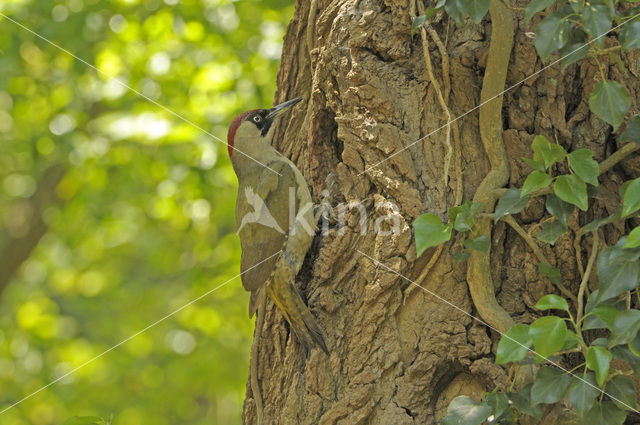 Groene Specht (Picus viridis)