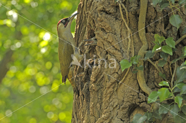 Groene Specht (Picus viridis)