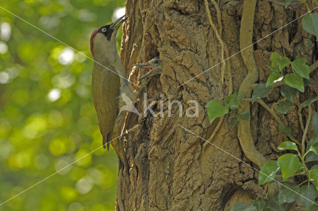 Groene Specht (Picus viridis)