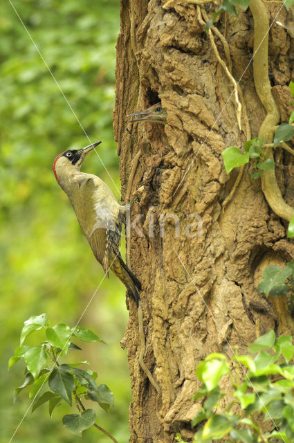 Groene Specht (Picus viridis)