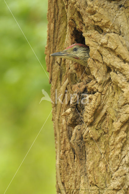 Groene Specht (Picus viridis)