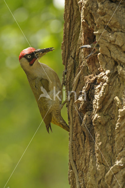 Groene Specht (Picus viridis)