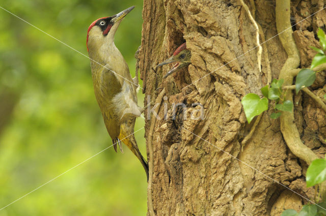 Groene Specht (Picus viridis)