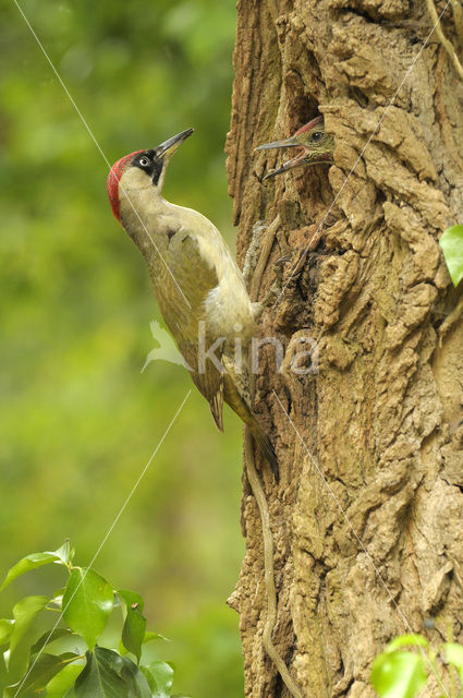 Groene Specht (Picus viridis)