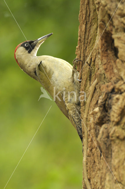 Groene Specht (Picus viridis)