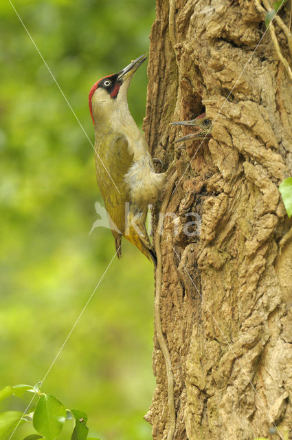 Groene Specht (Picus viridis)