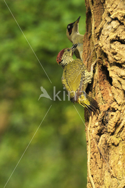 Groene Specht (Picus viridis)